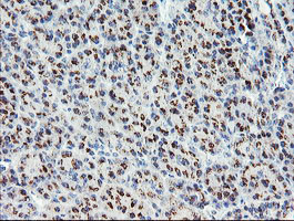 GCP60 / ACBD3 Antibody - IHC of paraffin-embedded Human pancreas tissue using anti-ACBD3 mouse monoclonal antibody. (Heat-induced epitope retrieval by 10mM citric buffer, pH6.0, 100C for 10min).