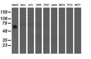 GCP60 / ACBD3 Antibody - Western blot of extracts (35 ug) from 9 different cell lines by using anti-ACBD3 monoclonal antibody (HepG2: human; HeLa: human; SVT2: mouse; A549: human; COS7: monkey; Jurkat: human; MDCK: canine; PC12: rat; MCF7: human).