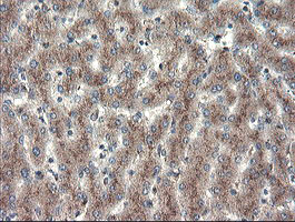 GCP60 / ACBD3 Antibody - IHC of paraffin-embedded Human liver tissue using anti-ACBD3 mouse monoclonal antibody.