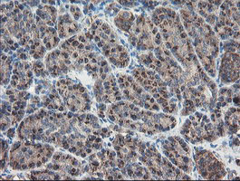 GCP60 / ACBD3 Antibody - IHC of paraffin-embedded Human pancreas tissue using anti-ACBD3 mouse monoclonal antibody.