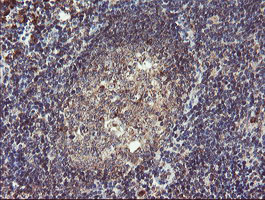 GCP60 / ACBD3 Antibody - IHC of paraffin-embedded Human tonsil using anti-ACBD3 mouse monoclonal antibody.