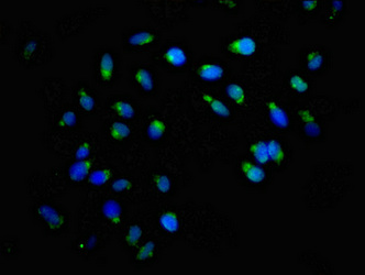 GCP60 / ACBD3 Antibody - Immunofluorescence staining of Hela cells at a dilution of 1:166, counter-stained with DAPI. The cells were fixed in 4% formaldehyde, permeabilized using 0.2% Triton X-100 and blocked in 10% normal Goat Serum. The cells were then incubated with the antibody overnight at 4°C.The secondary antibody was Alexa Fluor 488-congugated AffiniPure Goat Anti-Rabbit IgG (H+L) .