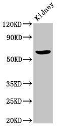 GCP60 / ACBD3 Antibody - Positive Western Blot detected in Rat kidney tissue. All lanes: ACBD3 antibody at 7 µg/ml Secondary Goat polyclonal to rabbit IgG at 1/50000 dilution. Predicted band size: 61 KDa. Observed band size: 61 KDa