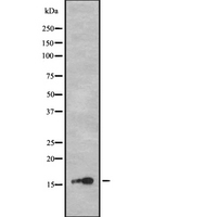 GCSAML / C1orf150 Antibody - Western blot analysis of CA150 expression in HEK293 cells. The lane on the left is treated with the antigen-specific peptide.