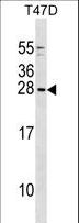 GCSH Antibody - GCSH Antibody western blot of T47D cell line lysates (35 ug/lane). The GCSH antibody detected the GCSH protein (arrow).