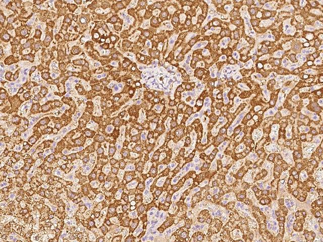 GCSH Antibody - Immunochemical staining of human GCSH in human liver with rabbit monoclonal antibody at 1:200 dilution, formalin-fixed paraffin embedded sections.