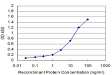 GCSH Antibody - Detection limit for recombinant GST tagged GCSH is approximately 0.1 ng/ml as a capture antibody.