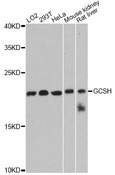 GCSH Antibody - Western blot analysis of extracts of various cell lines, using GCSH antibody at 1:3000 dilution. The secondary antibody used was an HRP Goat Anti-Rabbit IgG (H+L) at 1:10000 dilution. Lysates were loaded 25ug per lane and 3% nonfat dry milk in TBST was used for blocking. An ECL Kit was used for detection and the exposure time was 90s.