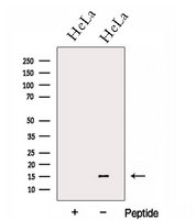 GCSH Antibody - Western blot analysis of extracts of HeLa cells using GCSH antibody. The lane on the left was treated with blocking peptide.