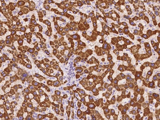 GCSH Antibody - Immunochemical staining of human GCSH in human liver with rabbit polyclonal antibody at 1:500 dilution, formalin-fixed paraffin embedded sections.