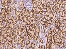 GCSH Antibody - Immunochemical staining of human GCSH in human kidney with rabbit polyclonal antibody at 1:1000 dilution, formalin-fixed paraffin embedded sections.