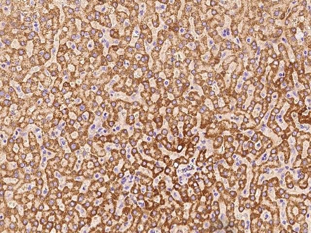 GCSH Antibody - Immunochemical staining of human GCSH in human liver with rabbit polyclonal antibody at 1:1000 dilution, formalin-fixed paraffin embedded sections.