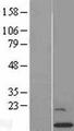 GCSH Protein - Western validation with an anti-DDK antibody * L: Control HEK293 lysate R: Over-expression lysate