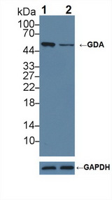 GDA / Nedasin Antibody - Knockout Varification: Lane 1: Wild-type Hela cell lysate; Lane 2: GDA knockout Hela cell lysate; Predicted MW: 53,51,42kd Observed MW: 52kd Primary Ab: 1µg/ml Rabbit Anti-Human GDA Antibody Second Ab: 0.2µg/mL HRP-Linked Caprine Anti-Rabbit IgG Polyclonal Antibody