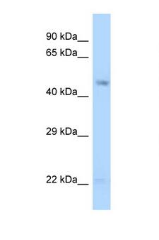 GDA / Nedasin Antibody - GDA antibody Western blot of 721_B Cell lysate. Antibody concentration 1 ug/ml.  This image was taken for the unconjugated form of this product. Other forms have not been tested.