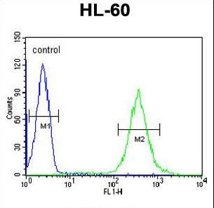 GDA / Nedasin Antibody - GDA Antibody flow cytometry of HL-60 cells (right histogram) compared to a negative control cell (left histogram). FITC-conjugated goat-anti-rabbit secondary antibodies were used for the analysis.