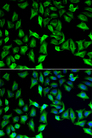 GDA / Nedasin Antibody - Immunofluorescence analysis of A549 cells.