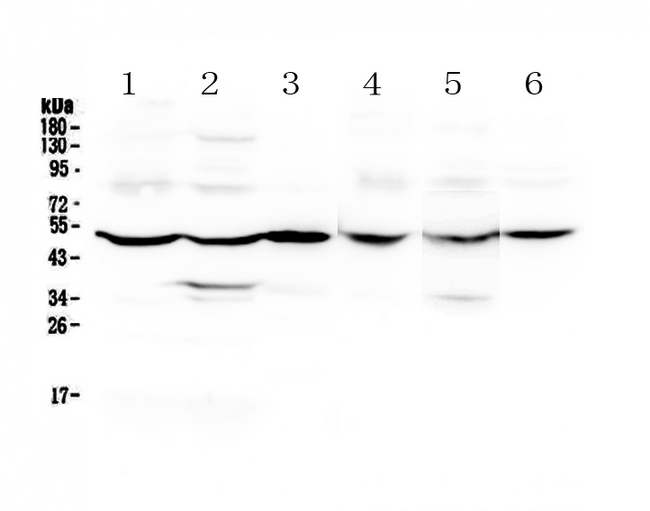 GDA / Nedasin Antibody - Western blot - Anti-GDA Picoband antibody