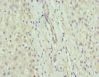 GDA / Nedasin Antibody - Immunohistochemistry of paraffin-embedded human liver tissue at dilution 1:100