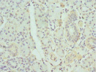 GDA / Nedasin Antibody - Immunohistochemistry of paraffin-embedded human pancreatic tissue at dilution 1:100