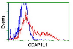 GDAP1L1 Antibody - HEK293T cells transfected with either overexpress plasmid (Red) or empty vector control plasmid (Blue) were immunostained by anti-GDAP1L1 antibody, and then analyzed by flow cytometry.