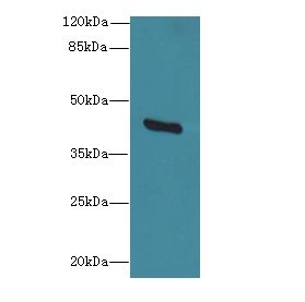GDAP1L1 Antibody - Western blot. All lanes: GDAP1L1 antibody at 8 ug/ml+ HeLa whole cell lysate Goat polyclonal to rabbit at 1:10000 dilution. Predicted band size: 42 kDa. Observed band size: 42 kDa.