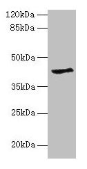 GDAP1L1 Antibody - Western blot All lanes: GDAP1L1 antibody at 8µg/ml + Hela whole cell lysate Secondary Goat polyclonal to rabbit IgG at 1/10000 dilution Predicted band size: 42, 17, 44 kDa Observed band size: 42 kDa
