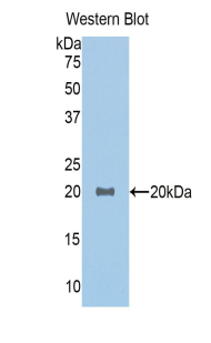 GDF1 Antibody - Western blot of recombinant GDF1.  This image was taken for the unconjugated form of this product. Other forms have not been tested.