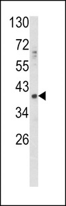 GDF1 Antibody - Western blot of GDF1 Antibody in HepG2 cell line lysates (35 ug/lane). GDF1 (arrow) was detected using the purified antibody.