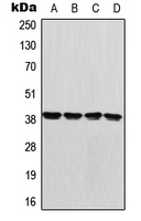 GDF1 Antibody - Western blot analysis of GDF1 expression in U87MG (A); HeLa (B); Raw264.7 (C); H9C2 (D) whole cell lysates.