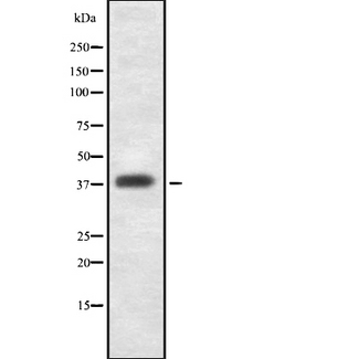 GDF1 Antibody - Western blot analysis GDF1 using K562 whole cells lysates