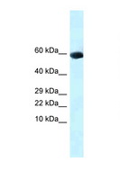GDF10 / BMP3B Antibody - GDF10 antibody Western blot of Mouse Brain lysate. Antibody concentration 1 ug/ml.  This image was taken for the unconjugated form of this product. Other forms have not been tested.
