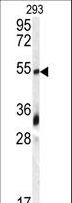 GDF10 / BMP3B Antibody - Western blot of anti-GDF10 Antibody in 293 cell line lysates (35 ug/lane). GDF10 (arrow) was detected using the purified antibody.