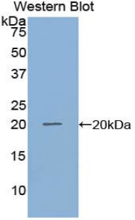 GDF10 / BMP3B Antibody - Western blot of recombinant GDF10 / BIP.