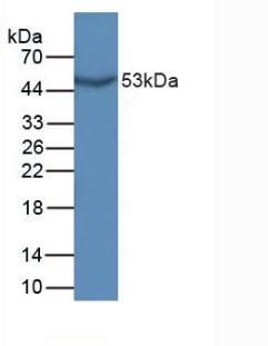 GDF10 / BMP3B Antibody - Western Blot; Sample: Mouse Sp2/0 Cells.