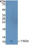 GDF10 / BMP3B Antibody - Western Blot; Sample: Recombinant GDF10, Mouse.