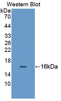 GDF11 / GDF-11 Antibody - Western blot of GDF11 / GDF-11 antibody.