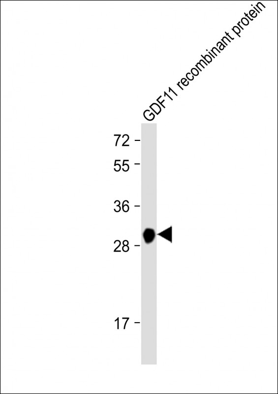 GDF11 / GDF-11 Antibody - Anti-GDF11 Antibody at 1:2000 dilution + GDF11 recombinant protein Lysates/proteins at 20 ng per lane. Secondary Goat Anti-mouse IgG, (H+L), Peroxidase conjugated at 1/10000 dilution. Predicted band size: 28 kDa Blocking/Dilution buffer: 5% NFDM/TBST.