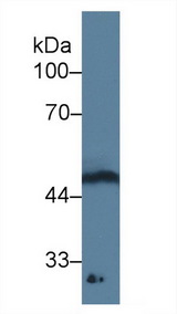 GDF11 / GDF-11 Antibody - Western Blot; Sample: Rat Spinal cord lysate; Primary Ab: 3µg/ml Mouse Anti-Human GDF11 Antibody Second Ab: 0.2µg/mL HRP-Linked Caprine Anti-Mouse IgG Polyclonal Antibody