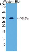 GDF11 / GDF-11 Antibody - Western Blot; Sample: Recombinant GDF11, Human.