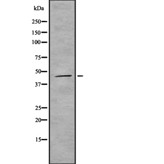 GDF11 / GDF-11 Antibody - Western blot analysis GDF11 using MCF-7 whole cells lysates