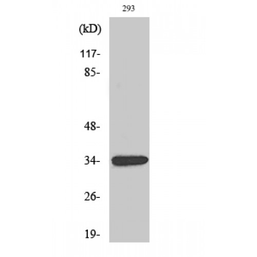 GDF15 Antibody - Western blot of GDF-15 antibody