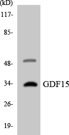 GDF15 Antibody - Western blot analysis of the lysates from HT-29 cells using GDF15 antibody.