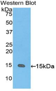 GDF15 Antibody - Western blot of recombinant GDF15.  This image was taken for the unconjugated form of this product. Other forms have not been tested.