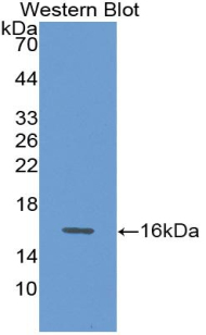 GDF15 Antibody - Western Blot; Sample: Recombinant protein.