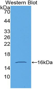GDF15 Antibody - Western blot of recombinant GDF15. This image was taken for the unconjugated form of this product. Other forms have not been tested.