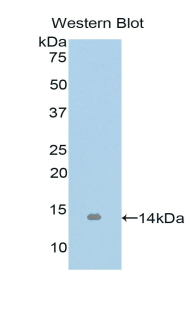 GDF15 Antibody - Western blot of recombinant GDF15.  This image was taken for the unconjugated form of this product. Other forms have not been tested.