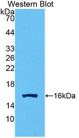GDF15 Antibody - Western Blot; Sample: Recombinant GDF15, Human.