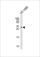 GDF15 Antibody - Western blot of lysate from HT-1080 cell line with GDF15 Antibody. Antibody was diluted at 1:1000. A goat anti-rabbit IgG H&L (HRP) at 1:5000 dilution was used as the secondary antibody. Lysate at 35 ug.