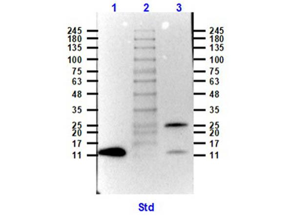 GDF15 Antibody - Western Blot of Rabbit Anti-NAG-1 Biotin Conjugated Antibody. Lane 1: Rec. Human NAG1 (yeast expressed) reduced (0.1µg). Lane 2: Opal Prestained Molecular Weight Marker (5µL). Lane 3: Rec. Human NAG1 (yeast expressed) non-reduced (0.1µg). Primary Antibody: Anti-NAG1 Biotin Conjugate at 1µg/mL overnight at 2-8°C. Secondary Antibody: Streptavidin-HRP at 1:40,000 for 30 min at RT.